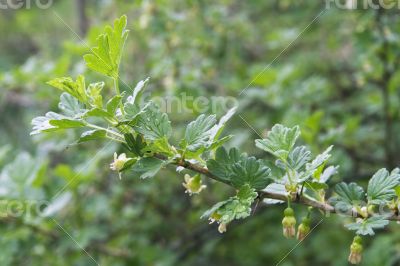 Gooseberry twig in spring