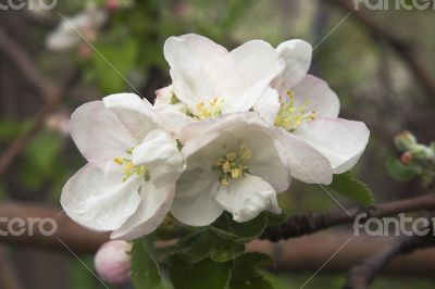 Flowering apple-tree