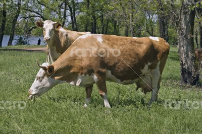 Two cows in a forest