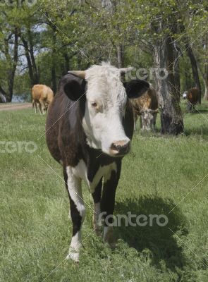 A cow grazing in a forest