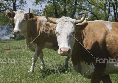 Two cows in a forest