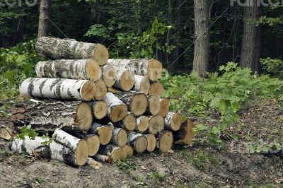 Wood stack 