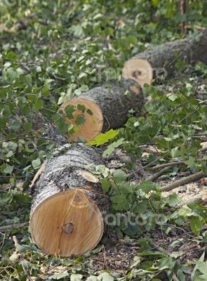 Sawed down tree