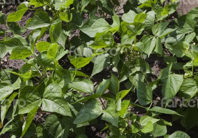 Sprouts of kidney beans