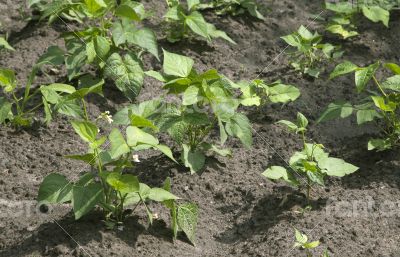 Sprouts of kidney beans