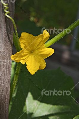 Cucumber flower