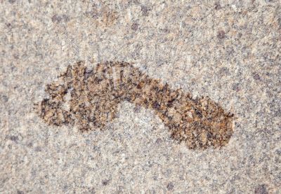 Wet footprint on granite