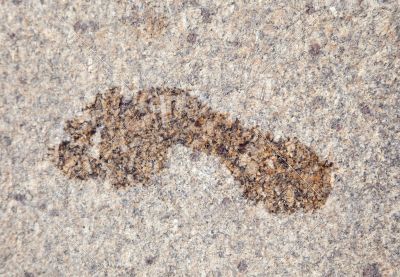 Wet footprint on granite Wet footprint on granite