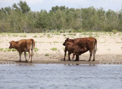 Cows at a riverbank