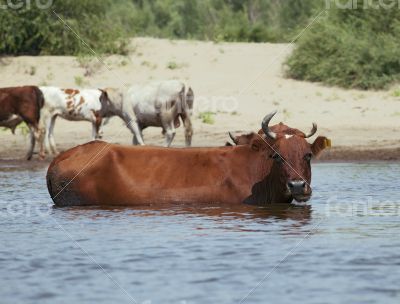 Cows at a riverbank