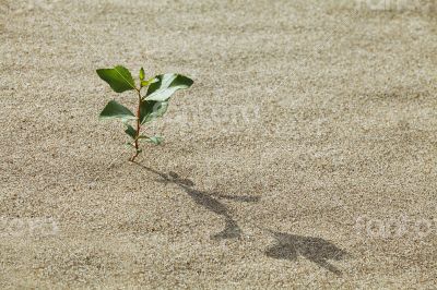 Sprout in the sand Sprout in the sand