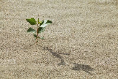 Sprout in the sand