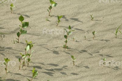 Sprouts in the sand Sprouts in the sand