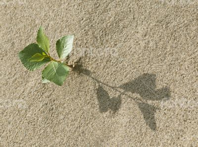 Sprout in the sand