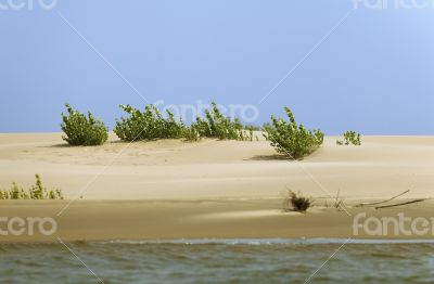 Sprout in the sand Sprout in the sand