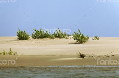 Sprout in the sand