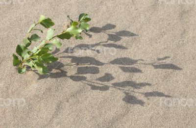 Sprout in the sand