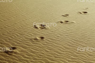 Footprints in the sand