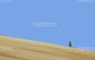 Lonely plant in the desert