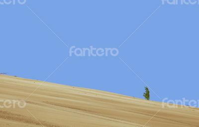 Lonely plant in the desert Lonely plant in the desert