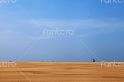Lonely plant in the desert