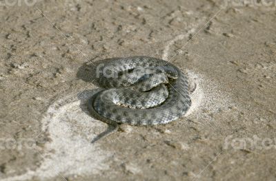 Viper on sand