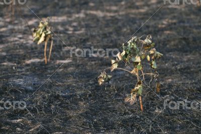 After the forest fire After the forest fire