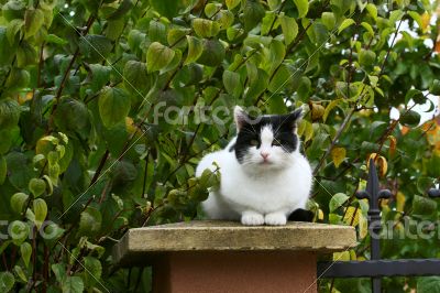 A green eyed cat sitting on a patio wall outside.