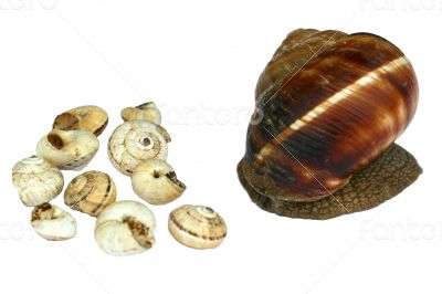 Earthy brown snail in the shell photographed close. Snail horns.