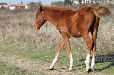 Brown horse grazing in a meadow in sunny autumn day.