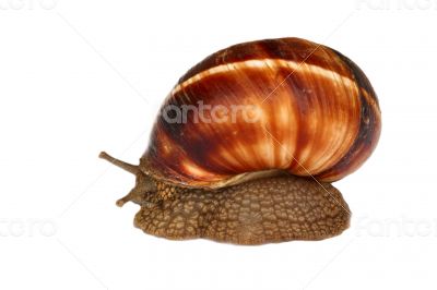 Earthy brown snail in the shell photographed close. Snail horns.