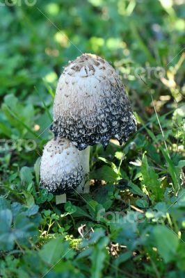 A few mushrooms growing in the grass near the fence.