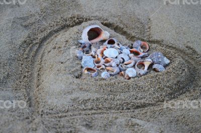Lots of colorful shells and coral on the sand. Sand in the form of heart.