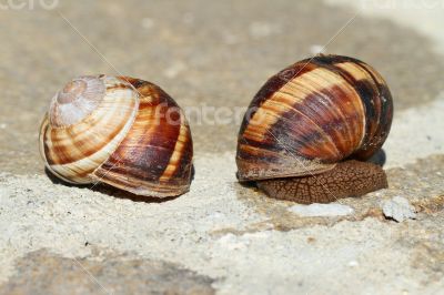 Earthy brown snail in the shell photographed close. Snail horns.