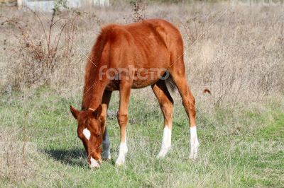 Brown horse grazing in a meadow in sunny autumn day.