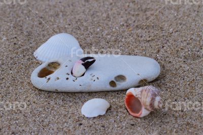 A stone with a hole and colorful seashells.