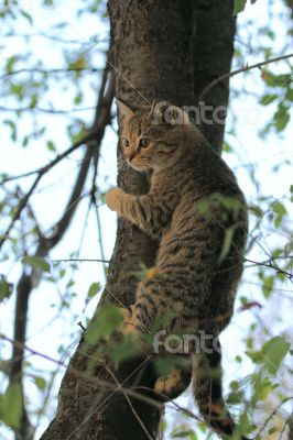 Gray fluffy cat sits on a tree among the branches and leaves