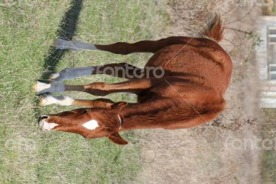 Brown horse grazing in a meadow in sunny autumn day.