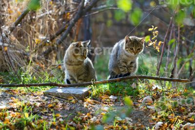 Gray fluffy cats sit on a tree among the branches and leaves