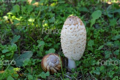 A few mushrooms growing in the grass near the fence.