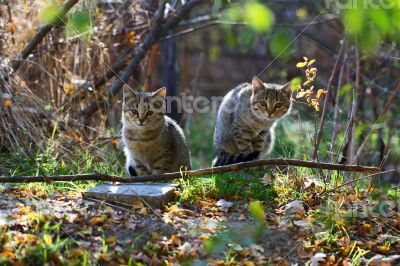 Gray fluffy cats sit on a tree among the branches and leaves