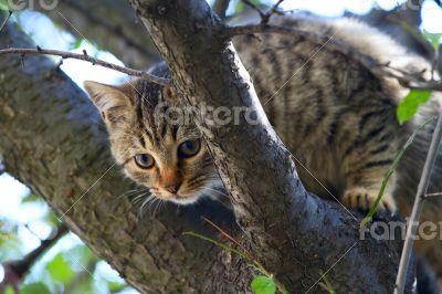 Gray fluffy cat sits on a tree among the branches and leaves