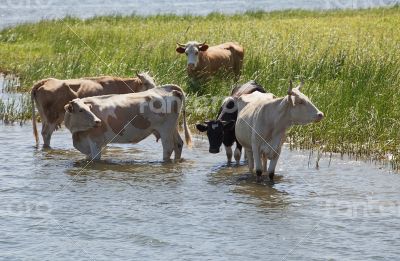 Cows at a riverbank