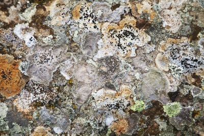 Lichen on a stone