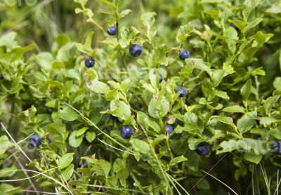 Blueberry bush