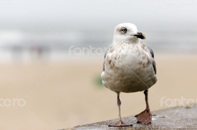 Sea gull in Kolobrzeg