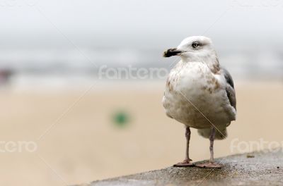 Sea gull in Kolobrzeg