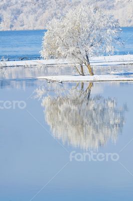 frosty trees