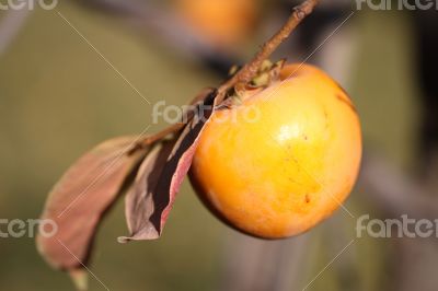 Persimmon fruit detail in vivid orange color on the tree branch