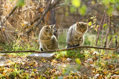 Two gray fluffy cats sits near the branches and leaves